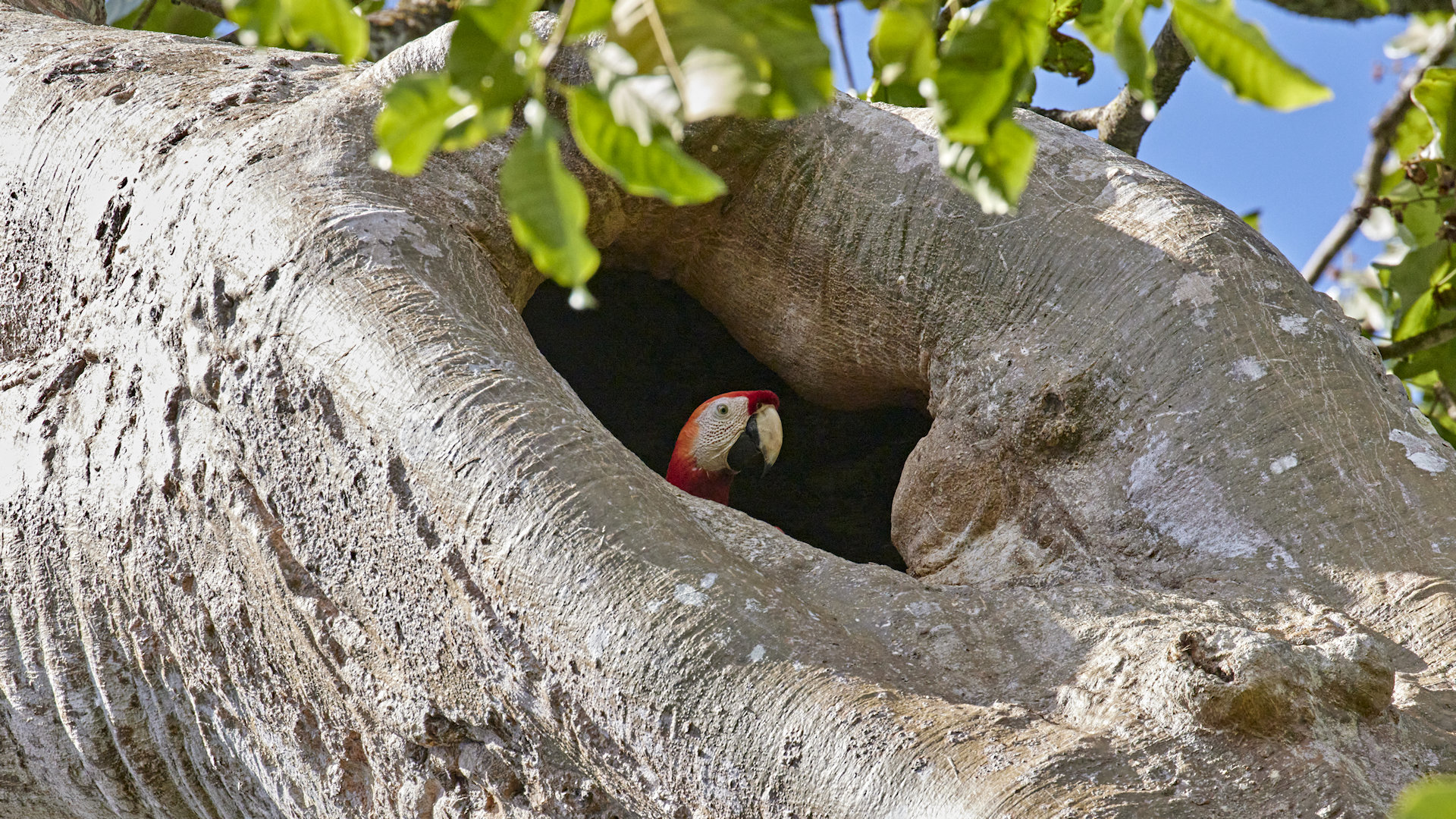 Scarlet macaw on nest  - image 7